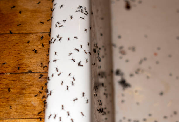 Best Mosquito Control Services  in Fort Scott, KS